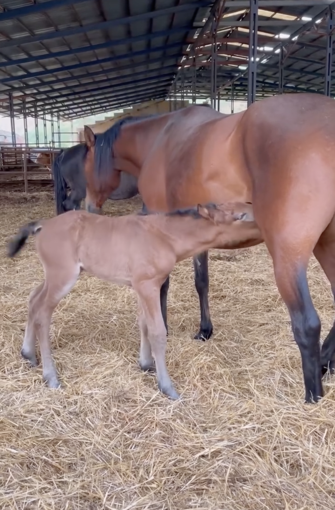 {{brizy_dc_image_alt imageSrc=