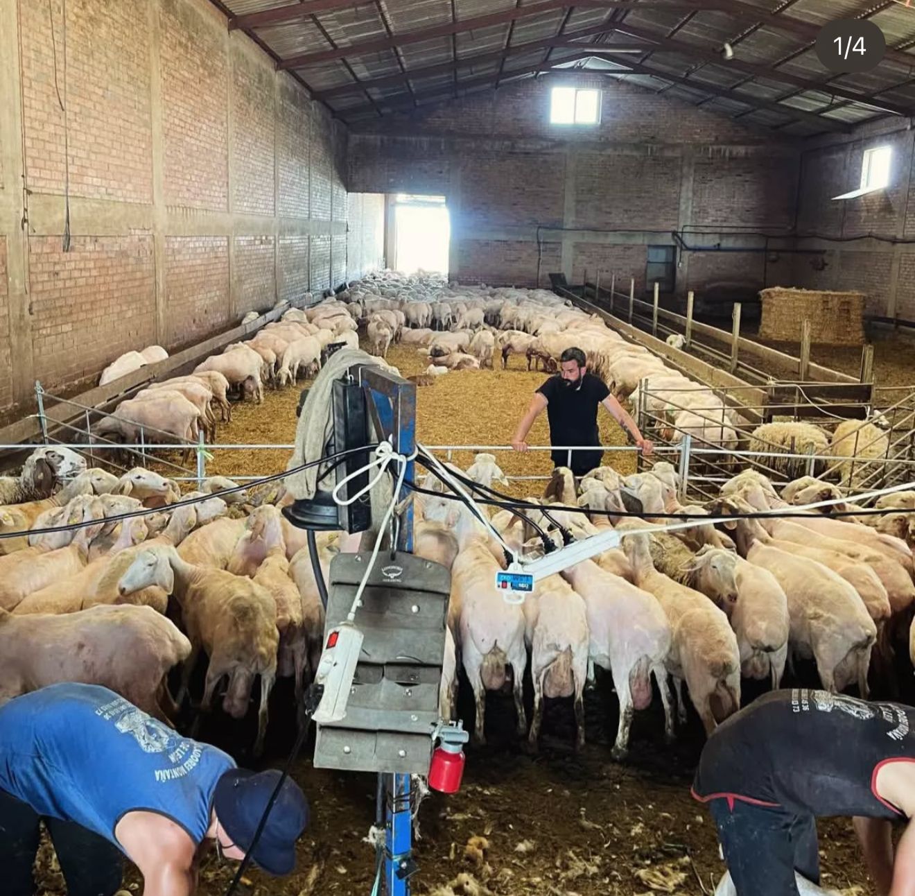 {{brizy_dc_image_alt imageSrc=