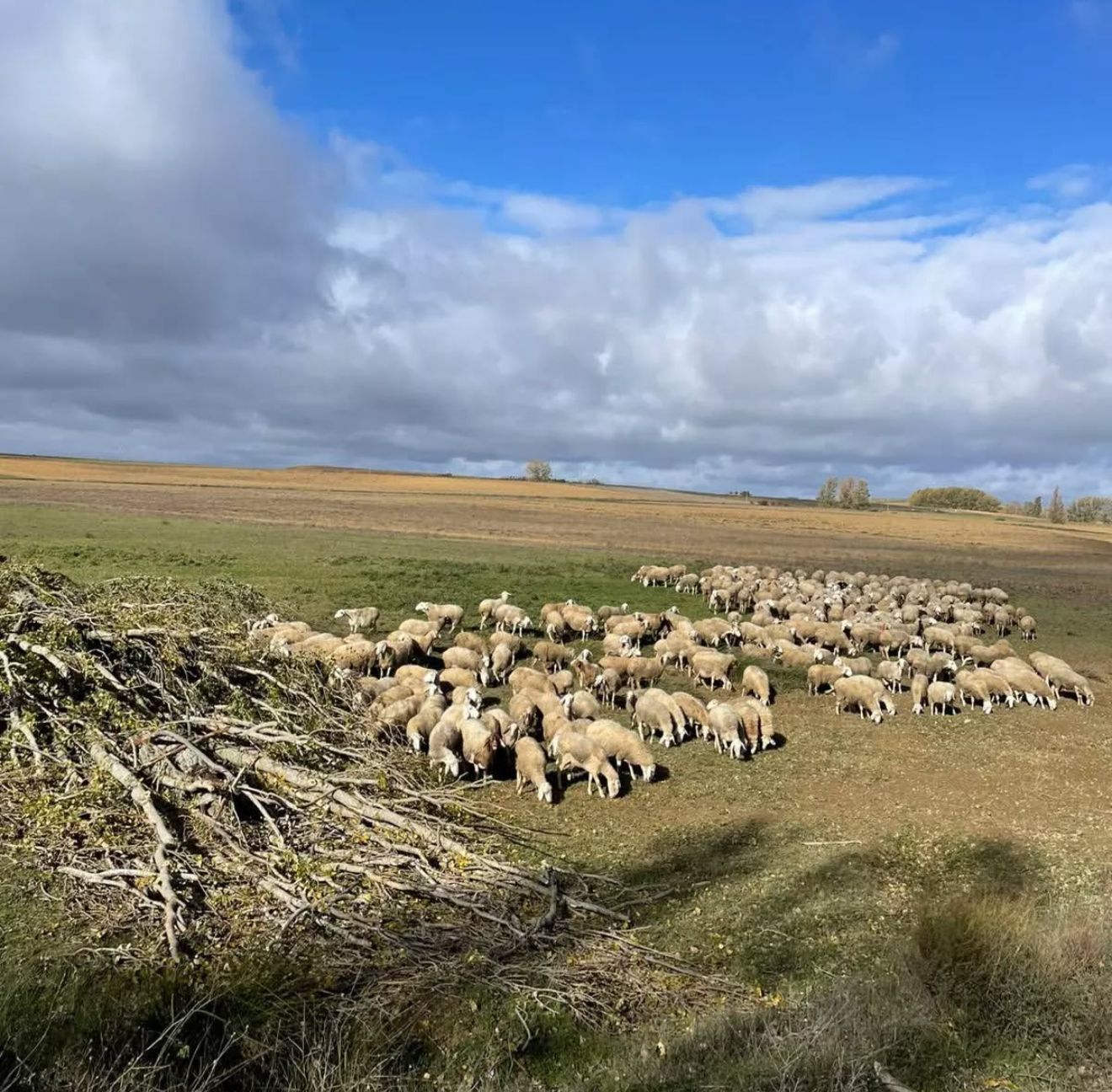 {{brizy_dc_image_alt imageSrc=