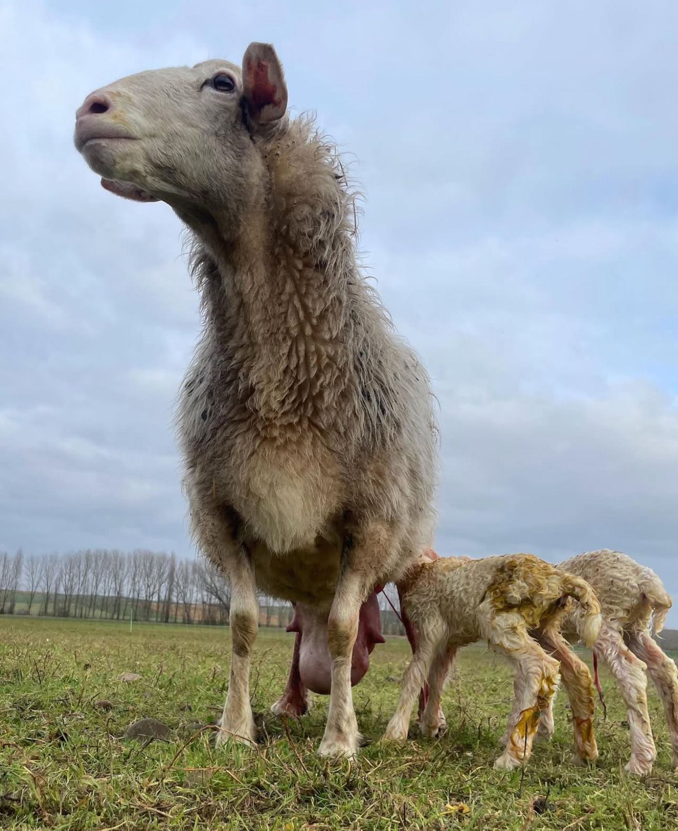 {{brizy_dc_image_alt imageSrc=