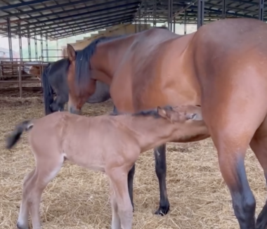 {{brizy_dc_image_alt imageSrc=