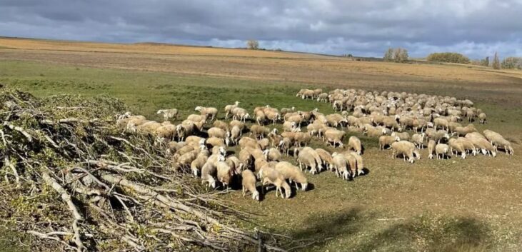 {{brizy_dc_image_alt imageSrc=