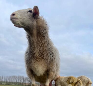 {{brizy_dc_image_alt imageSrc=